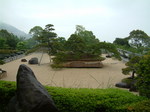世界最大の松の盆栽