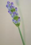 5月5日の蕾